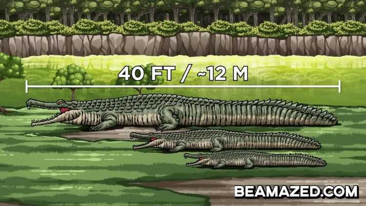 Sarcosuchus Imperator was 40 feet long 