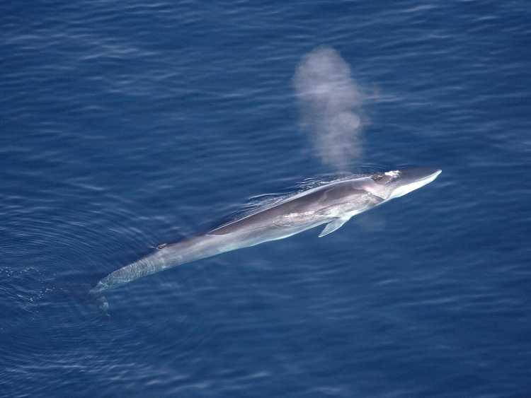 Largest Sea Creatures that EVER Existed Fin Whale