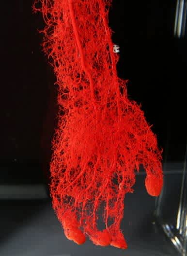 Blood Vessels in a Human hand