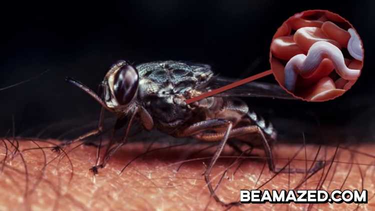 Dangerous Bugs Tsetse Flies sleeping sickness