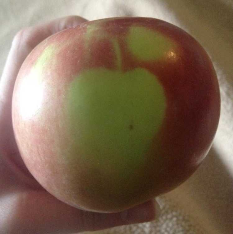 Apple self portait on apple