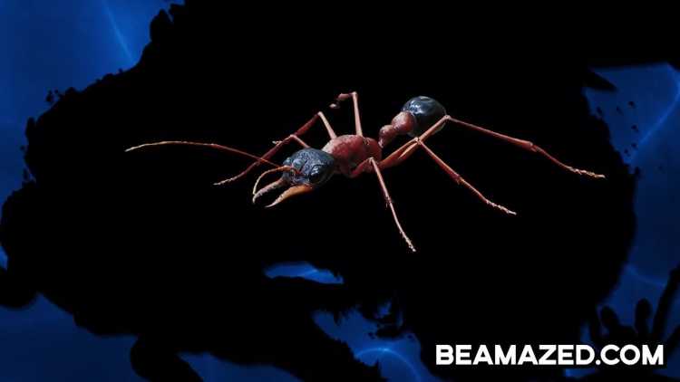 Dangerous Bugs Bulldog Ant 