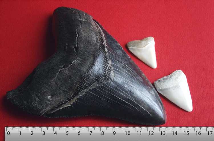 Megalodon and great white shark tooth