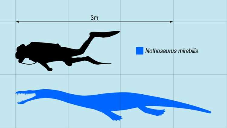 Largest Sea Creatures that EVER Existed Nothosaurus 