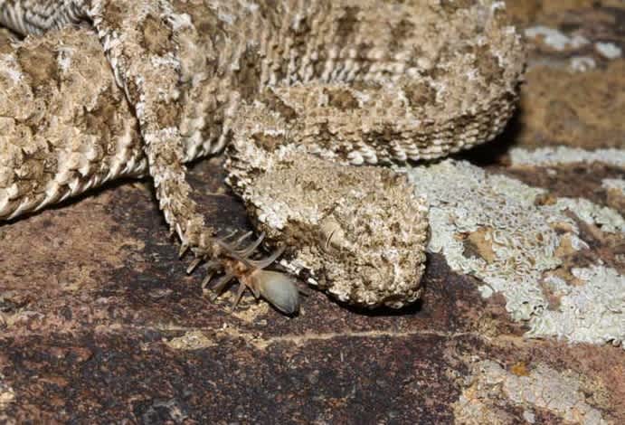 The Spider-Tailed Horned Viper