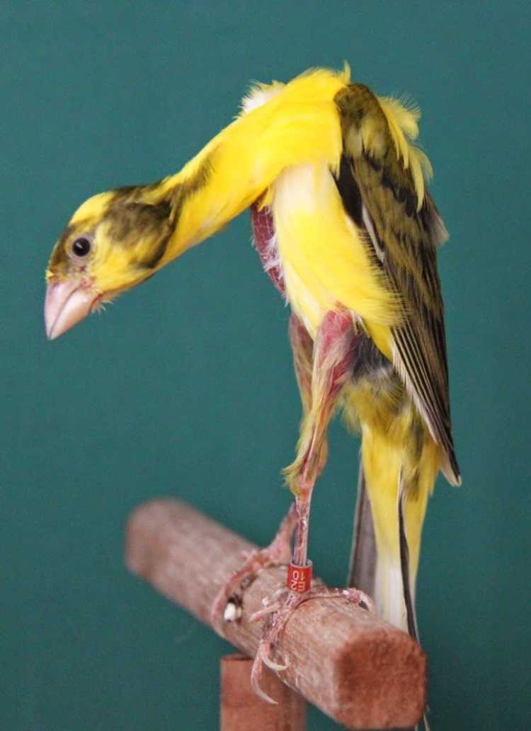 Gibber Italicus Canary