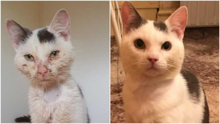 Kev the cat before and after his recovery