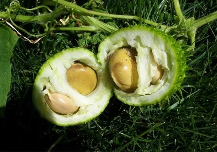  Foods That Originally Looked Totally Different Cucumber seeds