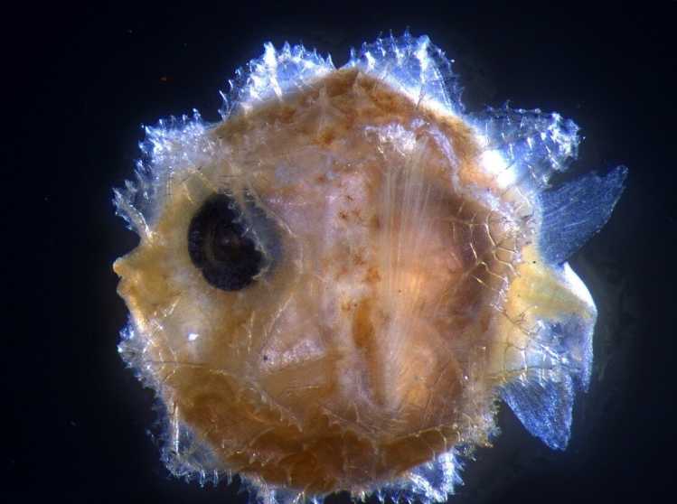 Larval Sunfish