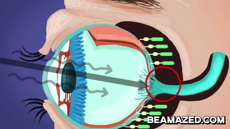 The blind spot inside human eyes