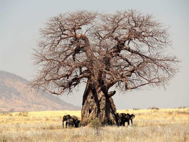Boab Tree Africa