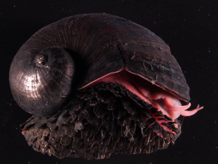 scaly-footed snail