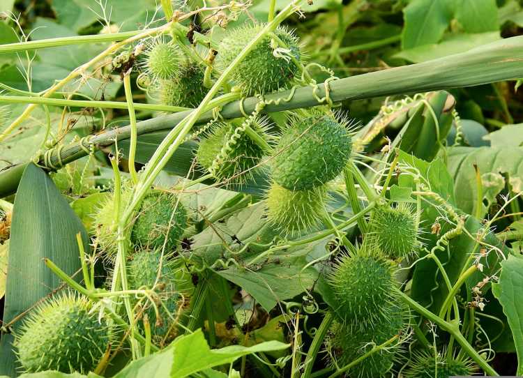 Foods That Originally Looked Totally Different wild Cucumber
