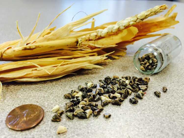 Foods That Originally Looked Totally Different Corn teosinte kernels