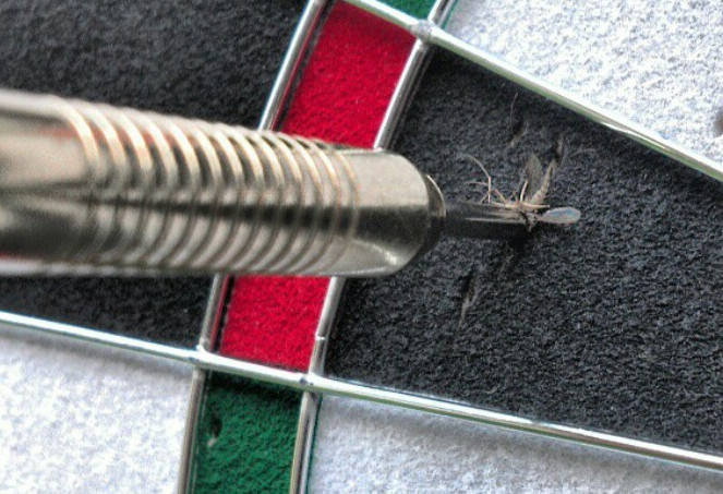 Deadly Dart spearing a mosquito