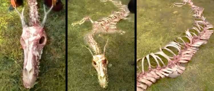 Dragon bones in China