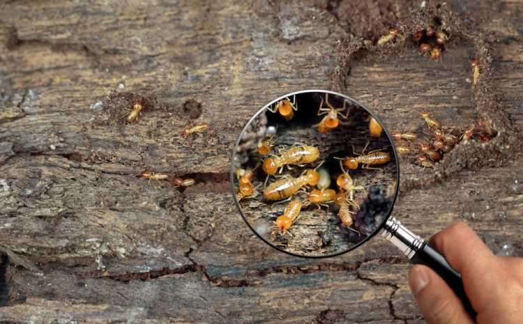 termites insects log wood