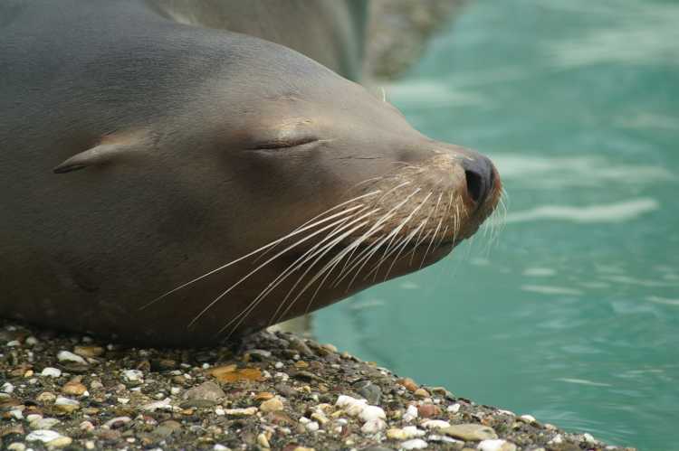 Seal Sea Lion
