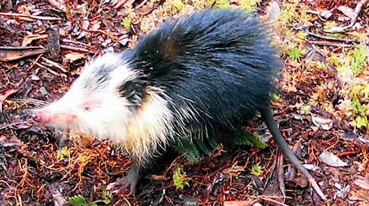 The Cuban Solenodon sighting thought to be extinct