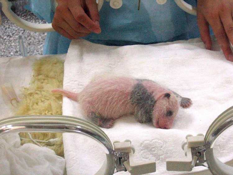 Newborn Panda Cubs