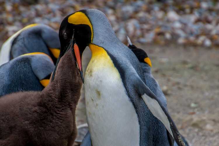 emperor penguin feeding