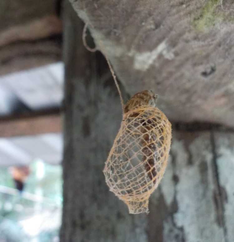 Urodidae moth cocoon pupa