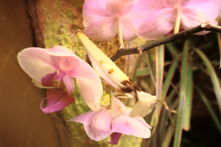 09. The Orchid Mantis