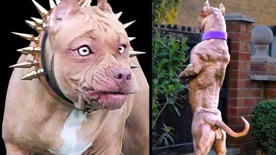 The Most Aggressive Dog Breeds In The World