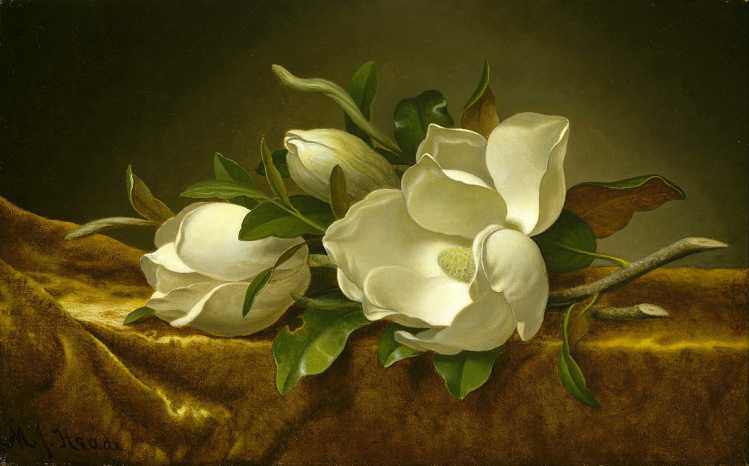 Amazing Treasures Found by Accident “Magnolias on Gold Velvet Cloth” by Martin Johnson Heade