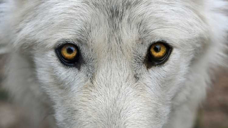 Amber eyes in wolf
