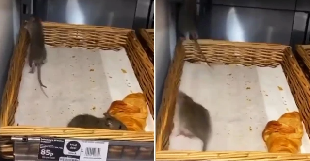 mice at sainsburys bakery