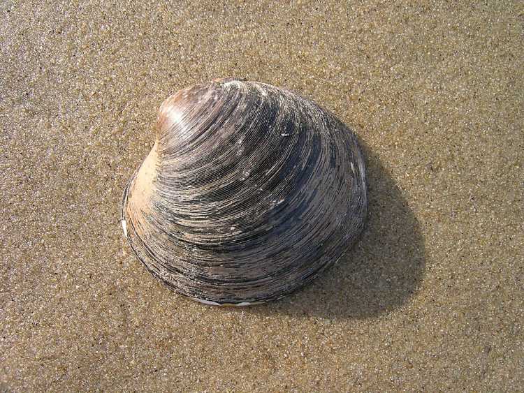 Icelandic Ocean Quahog clam 