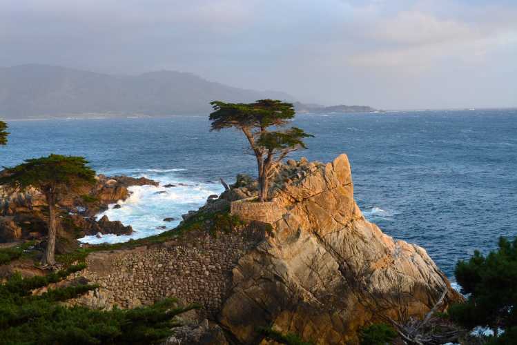 Lone Monterey Cypress tree 