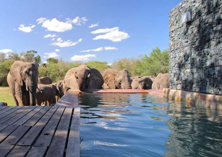 Most Amazing Pools In the World Phinda Homestead safari pool