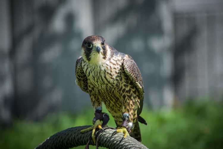 Most Dangerous Birds on Earth Peregrine Falcon