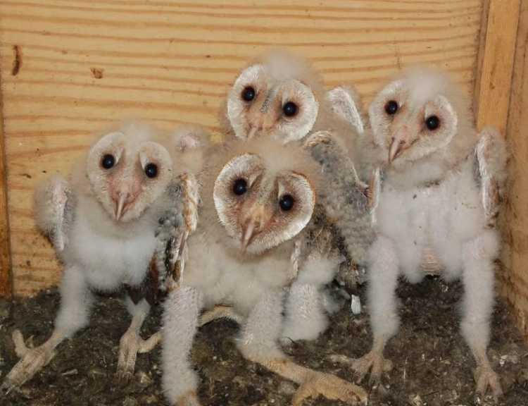 Adolescent Barn Owls