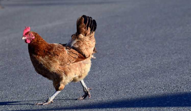 Bizarre Things You Can't Do in America chicken cross the road in Georgia
