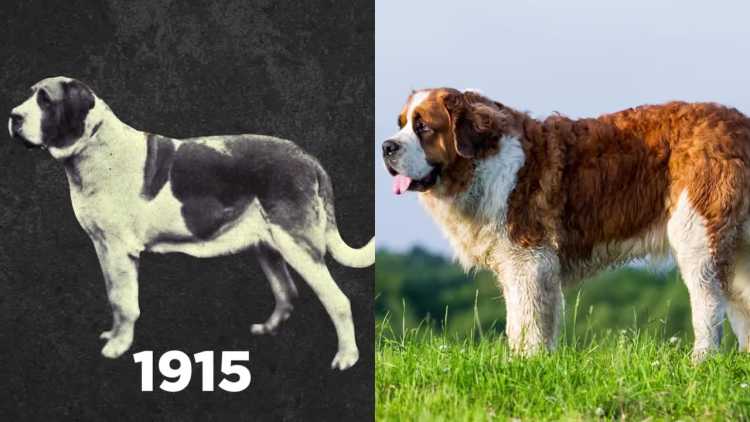 100 Years of Breeding Changed These Popular Dog Breeds Saint Bernard then and now