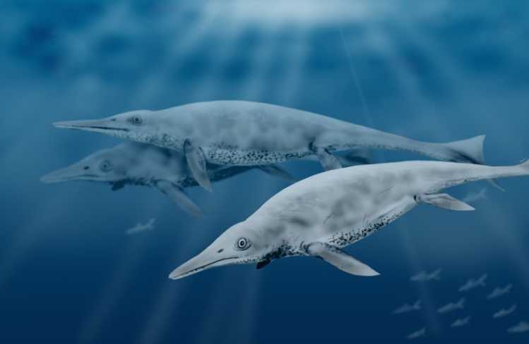 Largest Sea Creatures that EVER Existed Shastasaurus