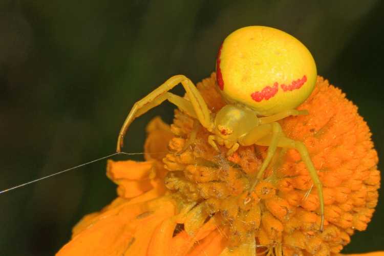 goldenrod spider