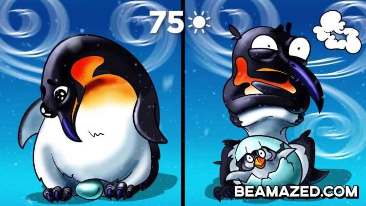 emperor penguin incubating