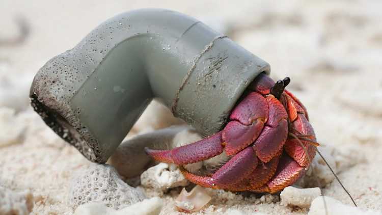 Moments Of Animal Genius That Will Amaze You Moments Of Animal Genius That Will Amaze You