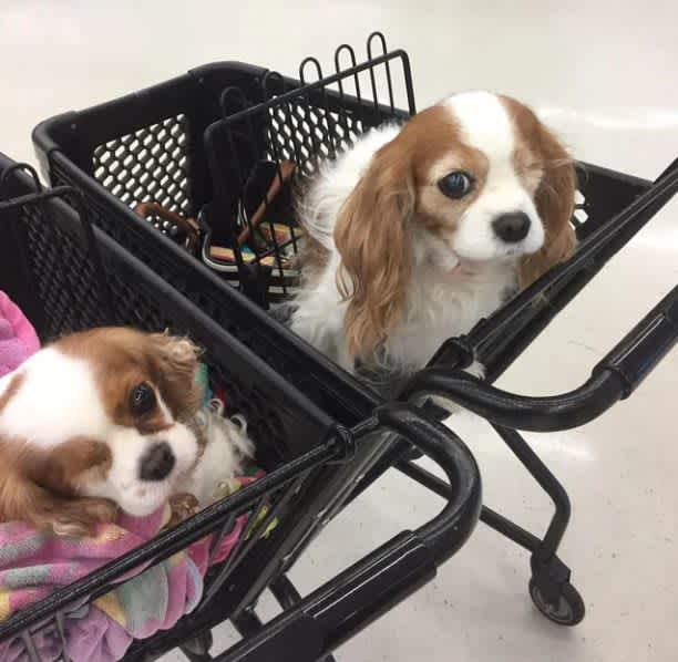 Doggy Doppelgangers Spaniels missing one eye meet at supermarket