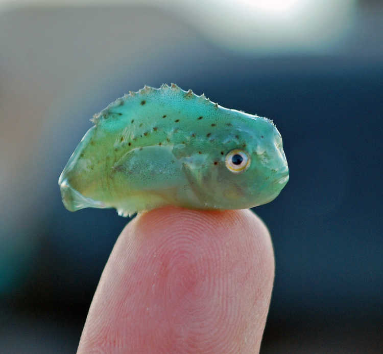 Baby Lumpsucker fish
