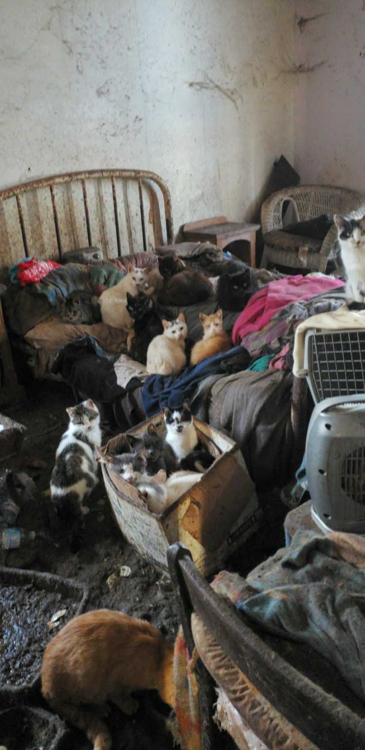 cats in filthy house
