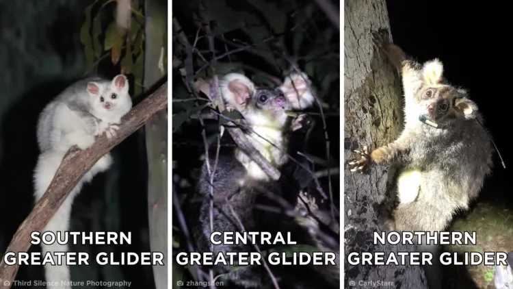 greater gliders