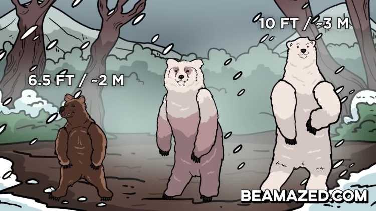 grolar bear size comparison
