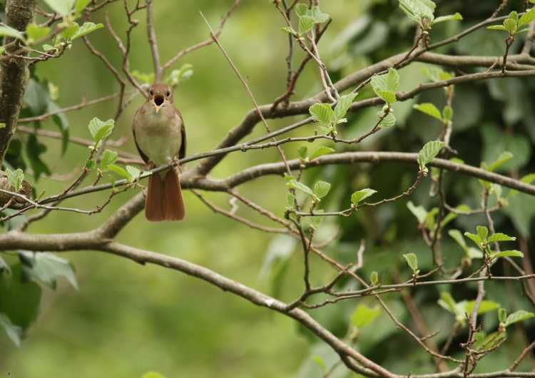 Nightingales Sing Louder Than Chainsaws
