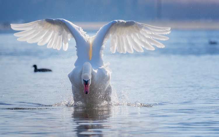 Most Dangerous Birds on Earth Mute Swans