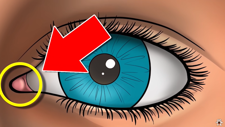 What is the pink part of our eye? What is the pink part of our eye?